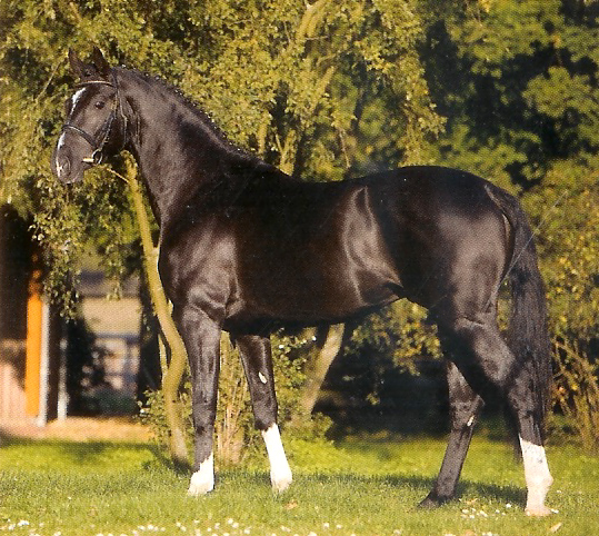 Wilddancer